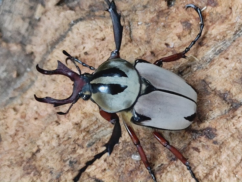 チョウセンツノハナムグリ – クワガタムシ・カブトムシ昆虫専門