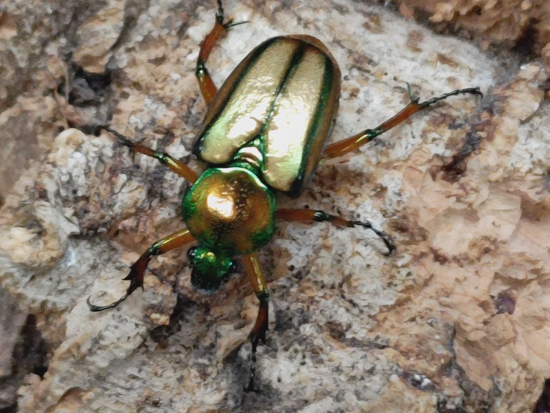 セブヒメカブトハナムグリ亜種orientalis フィリピン ミンダナオ島New
