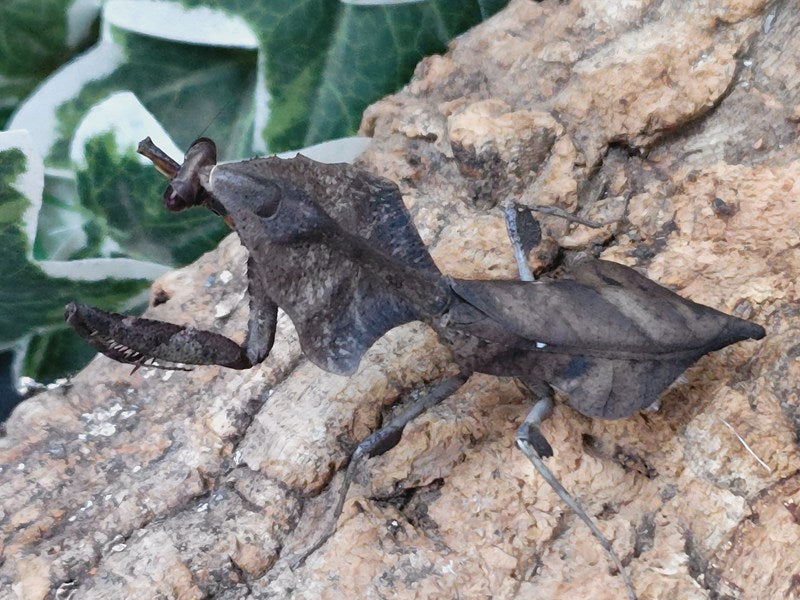 ヒシムネカレハカマキリ マレーシア キャメロンハイランド産