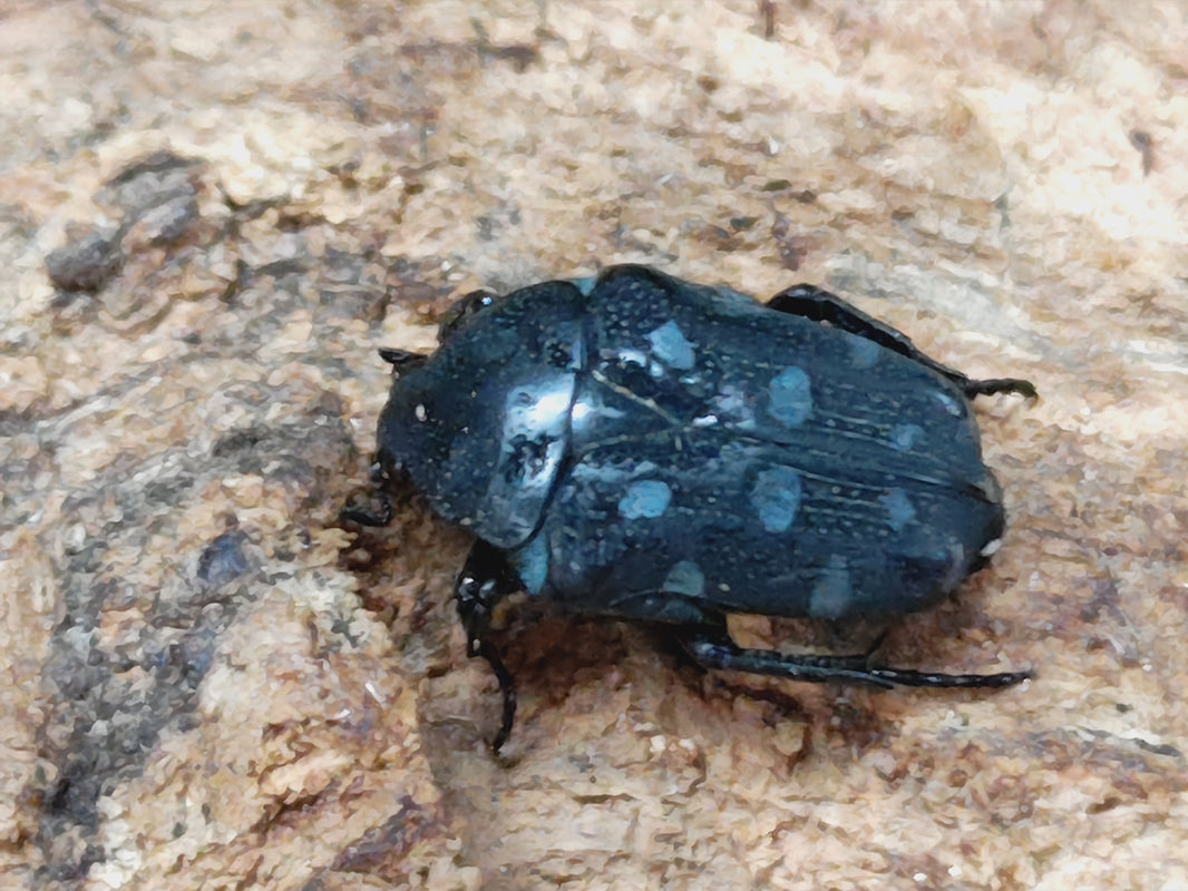 アポキヌツヤハナムグリ フィリピン ミンダナオ島南コタバト州T'Boli産