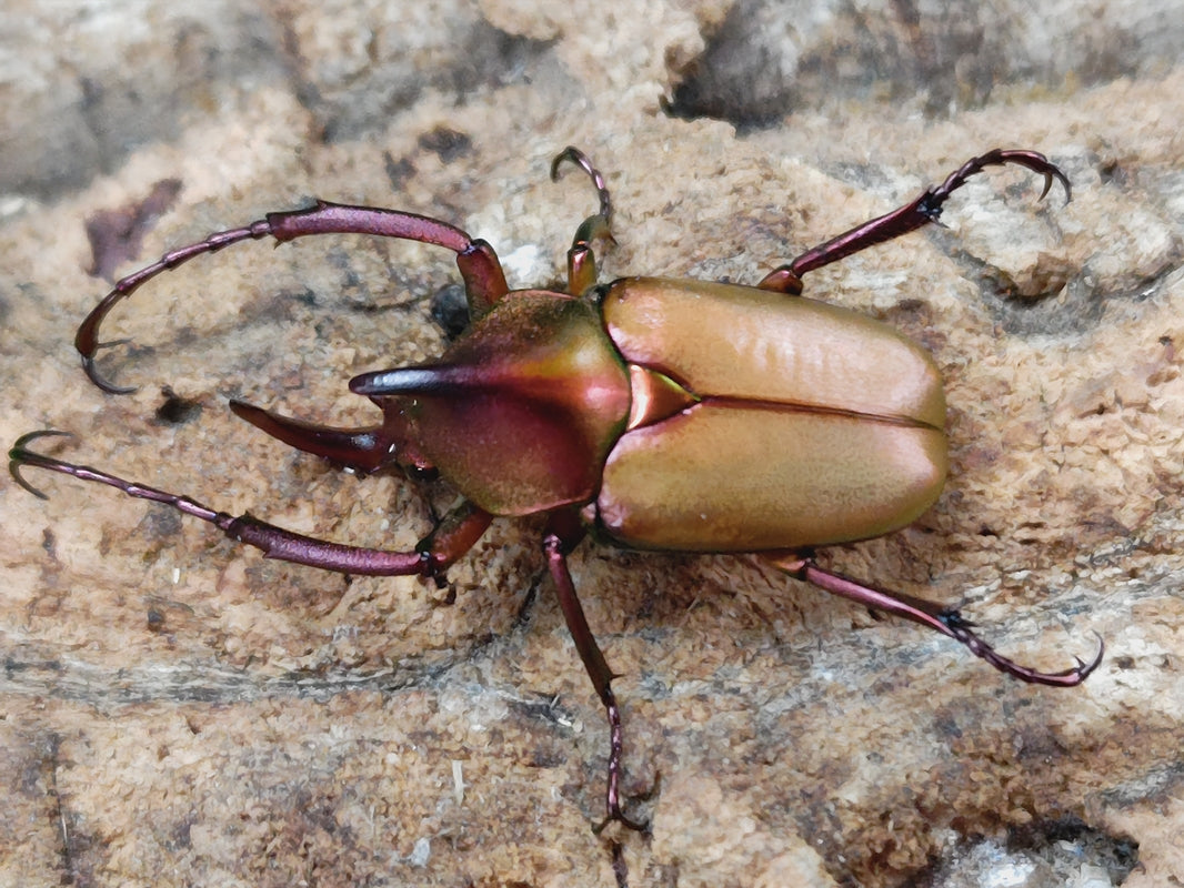 極美麗‼️ロドリゲスカブトハナムグリ　蝶標本その他　甲虫　昆虫 極美麗‼️ロドリゲスカブトハナムグリ 蝶標本その他 甲虫 昆虫