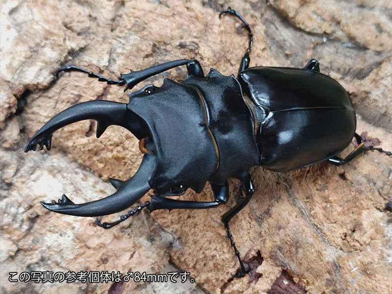 アルケスツヤクワガタ 標本 アルケスツヤクワガタ 飼育記 （2サイクル目） : テツのツヤクワ