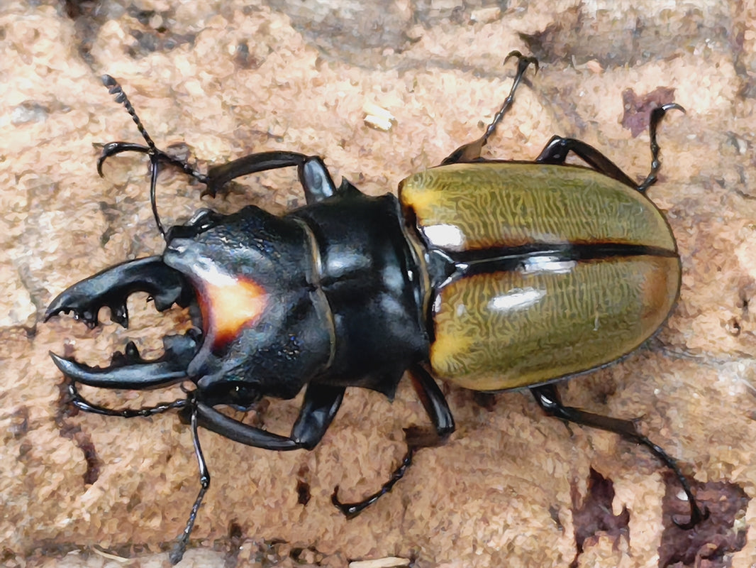 ※良型　ヤスオカツヤクワガタ♂野外標本 良型 ヤスオカツヤクワガタ♂野外標本 昆虫用品