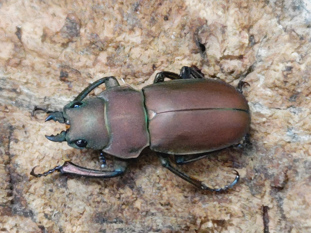 コツヤクワガタ マレーシア キャメロンハイランド産 ペア（累代WD ♂21mm ♀Freemm ）