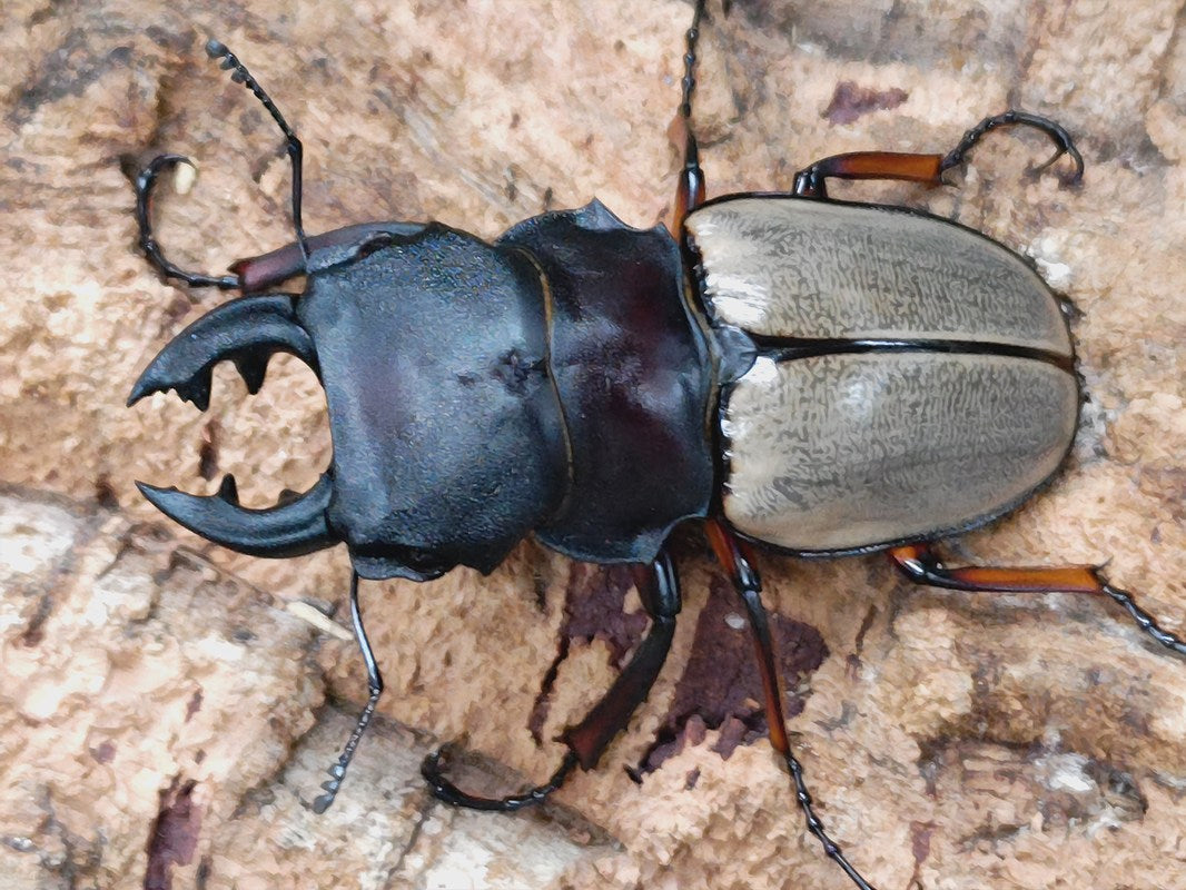 フェモラリスツヤクワガタ – クワガタムシ・カブトムシ昆虫専門