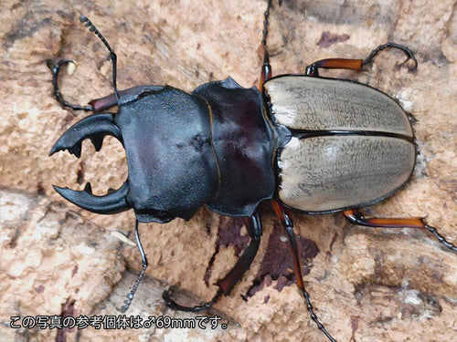 フェモラリスツヤクワガタ – クワガタムシ・カブトムシ昆虫専門