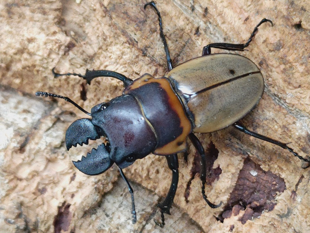 ブルークツヤクワガタ ボルネオ Trus Madi産 ペア（累代WD ♂41mm ♀Freemm ）