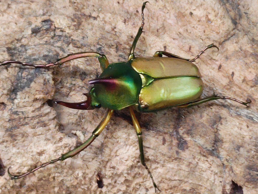 【標本】ロドリゲスカブトハナムグリ　♂20頭セット 標本】ロドリゲスカブトハナムグリ ♂20頭セット