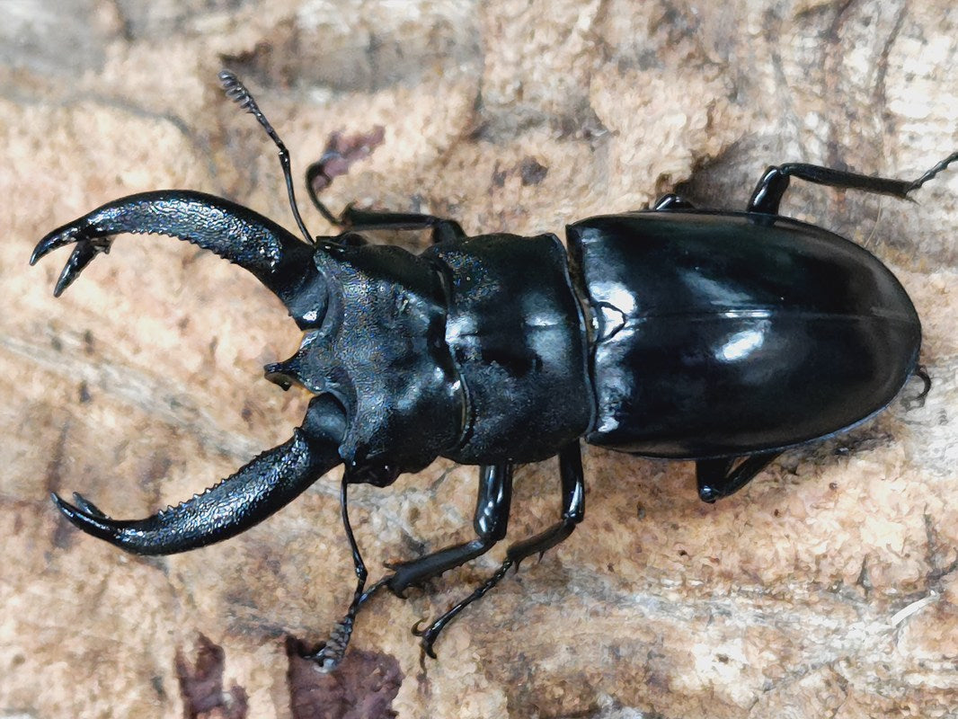 クワガタ ブケットフタマタクワガタ – クワガタムシ・カブトムシ昆虫専門店COLORS