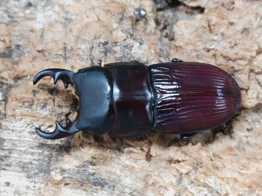 オガサワラネブトクワガタ(母島) ♂♂♀ 3匹 成虫 ハハジマネブト ネブト　Ⅰ