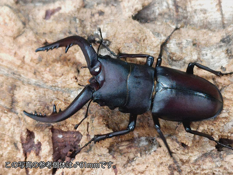 国産外国産カブトムシ・クワガタムシ等昆虫専門店カラーズ