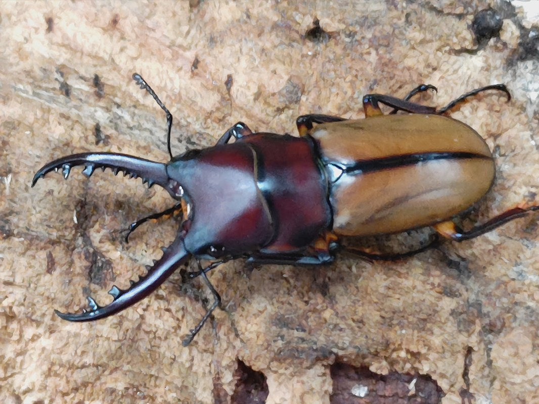国産外国産カブトムシ・クワガタムシ等昆虫専門店カラーズ