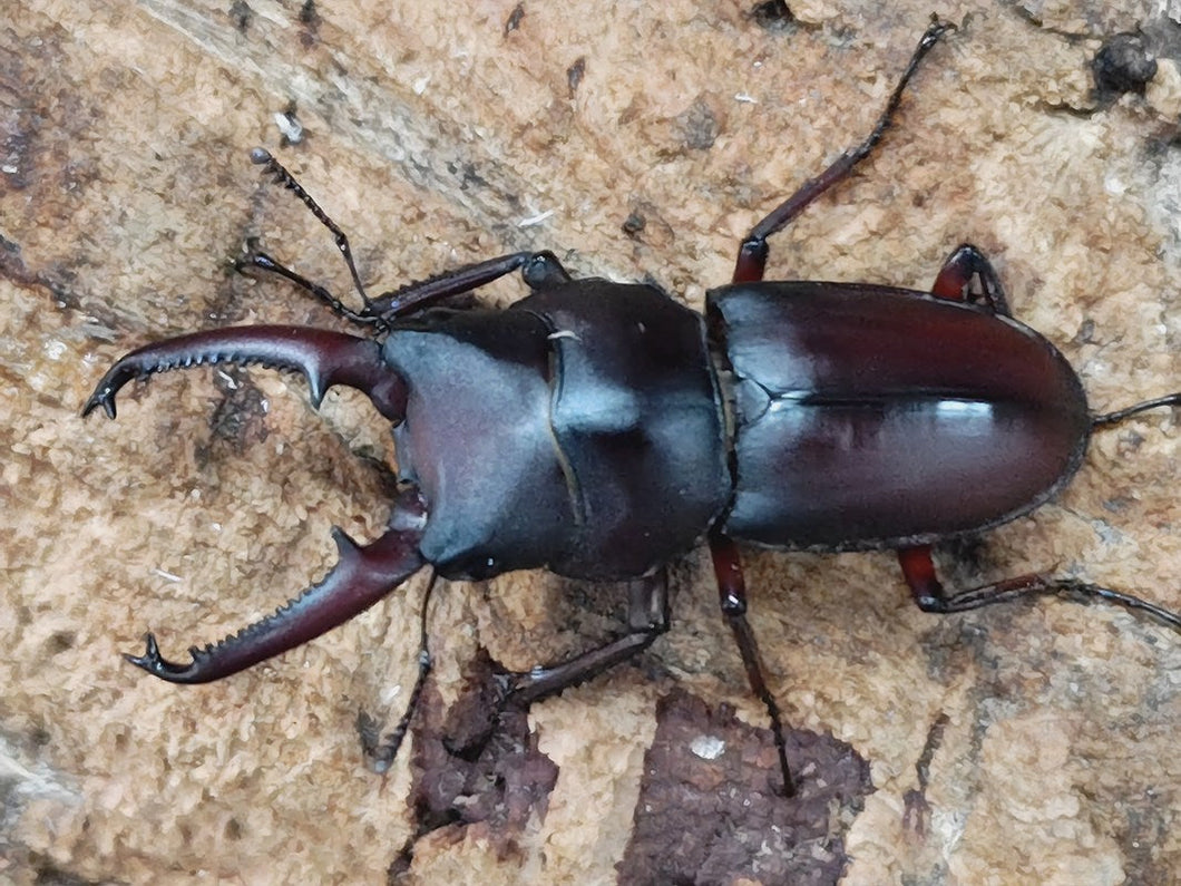 メリディオナリスコクワガタ ベトナム Ha Giang産 ペア（累代WD ♂40mm ♀Freemm ）