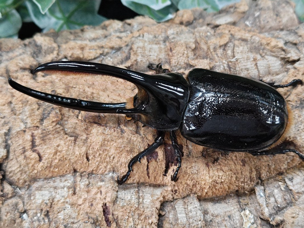 ネプチューンオオカブト – クワガタムシ・カブトムシ昆虫専門店
