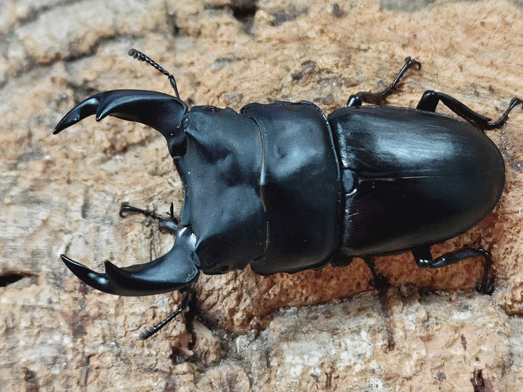究極擬態生物　オムニバス 究極擬態生物 オムニバス