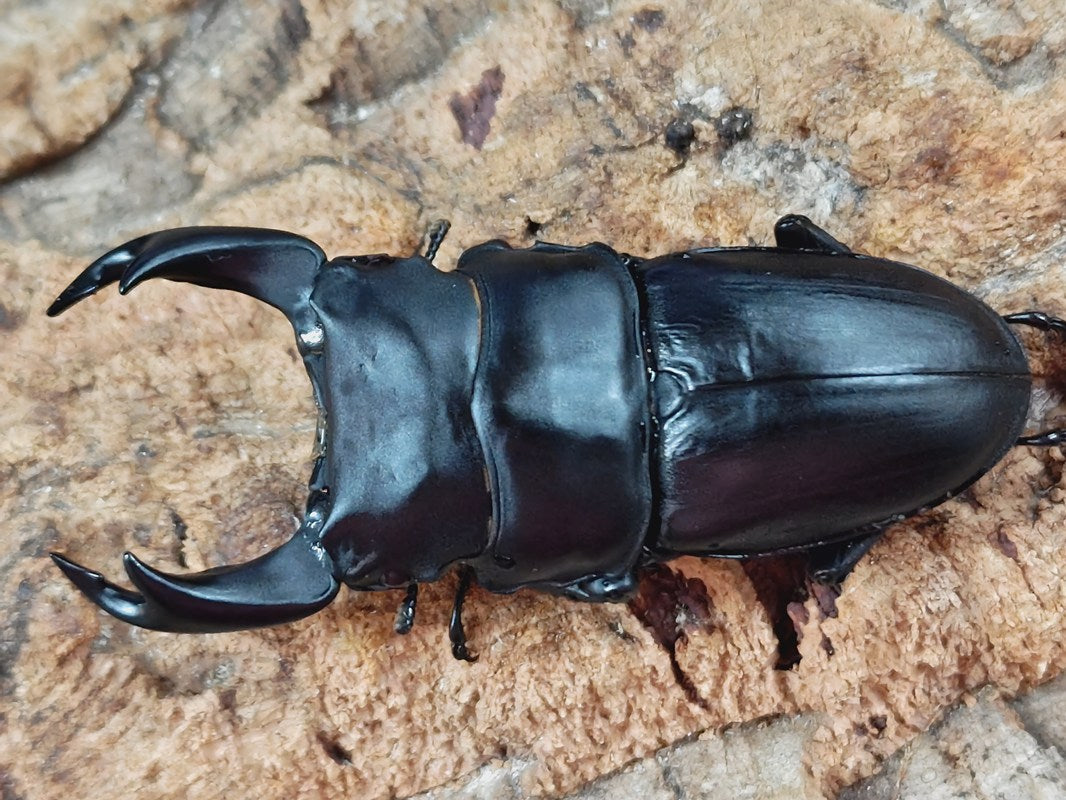アンバランス 極太オオクワガタ　6　2018年羽化即ブリ可ペア　アブレイズ　赤４４３番　体長７５ミリ、顎幅６．１ミリ 極太 血統 オオクワガタ（ペット・ペットグッズ）の通販