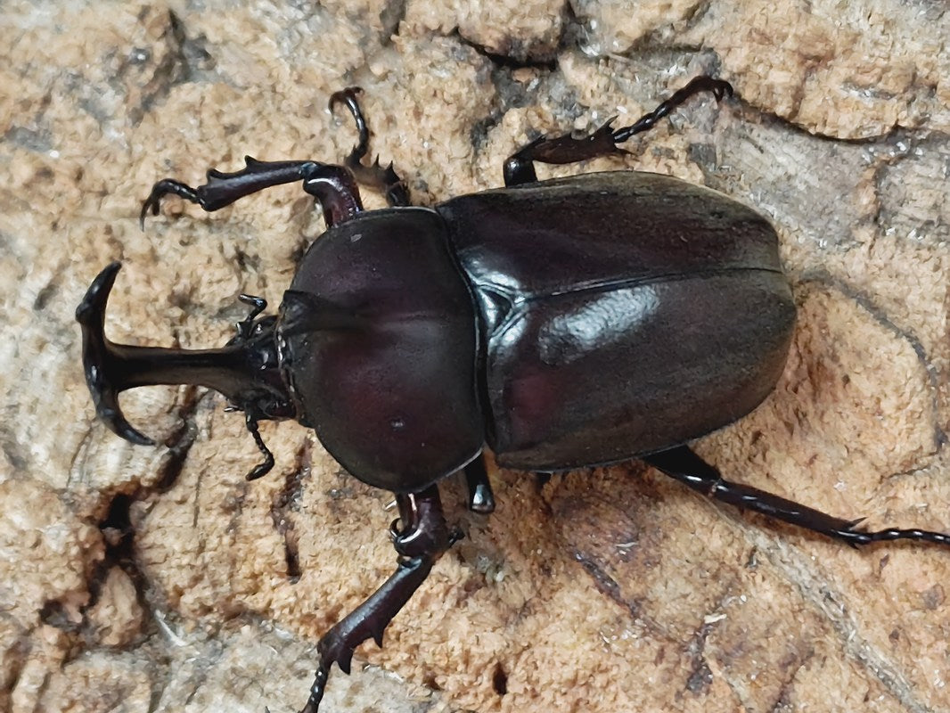 カブトムシ 85mm超えの特大サイズ カブトムシ♂を捕まえた｜Noriaki Kawanishi