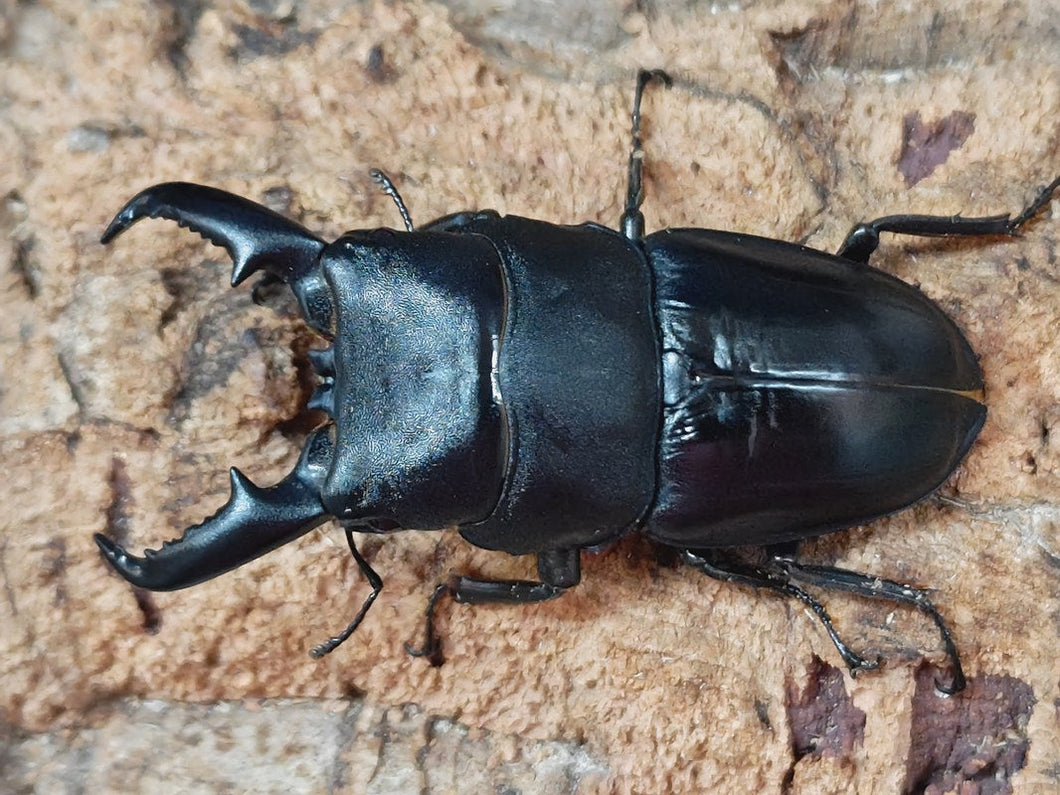 タカラヒラタクワガタ トカラ列島 小宝島産 ペア（累代CBF2 ♂A'69(僅かに翅パカ)mm 2025/5 ♀35mm 2025/6）