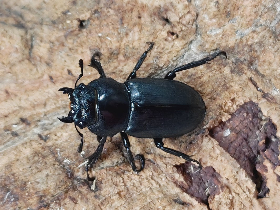 古布モスリン軍隊柄虫喰い全体虫喰い多数。 キルクネリウス・グァンクシィ 中国 広西壮族自治区大明山産