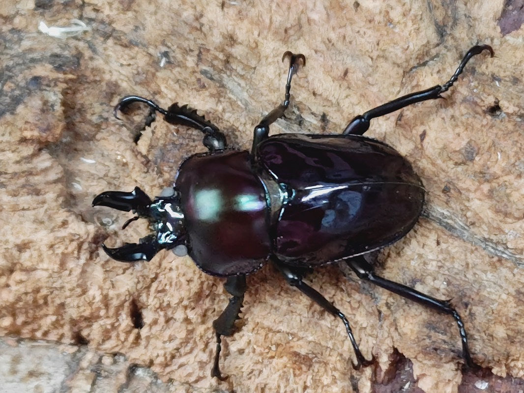 【コエポン】大型　特殊カラー　紫紺系ニジイロクワガタ　ペア　標本 ニジイロクワガタ 紫紺系 – HAWAIIAN BEETLE