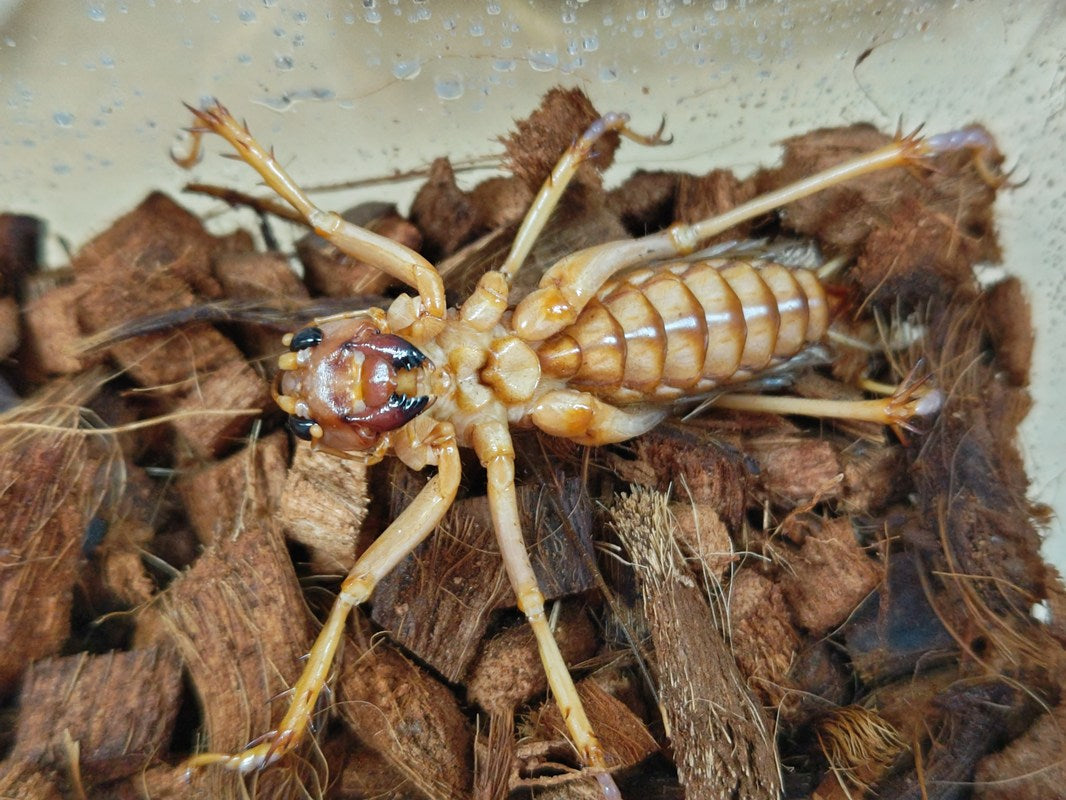 NO1 リオック・成虫・オバケコロギス♂約81ミリ♀約93ミリ・昆虫販売