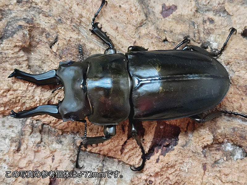 ローゼンベルグオウゴンオニ – クワガタムシ・カブトムシ昆虫