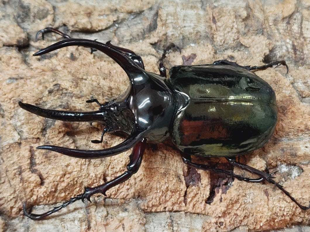 希少　ハカマウラボシ　沖縄北部産　増殖株　ドリナリア　アグラオモルファ　シダ ハカマウラボシ 沖縄北部産 増殖株 ドリナリア アグラオモルファ