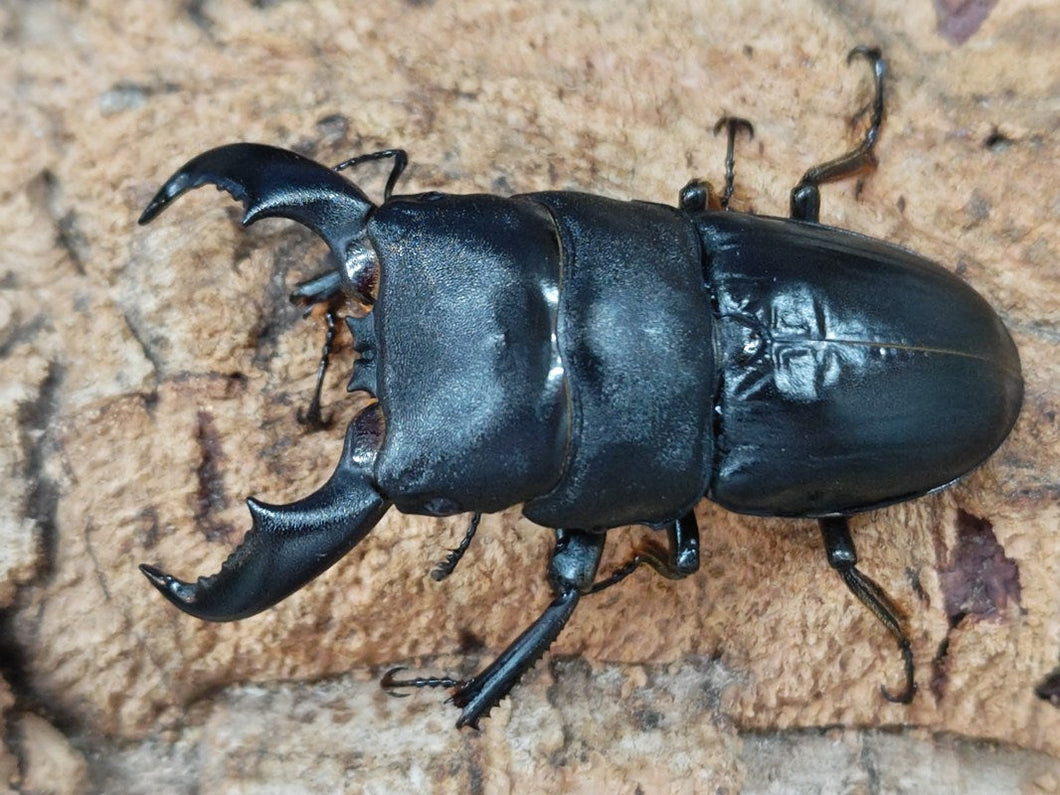 アマミヒラタクワガタ 鹿児島県 加計呂麻島弓師岳産 ペア（累代WF5 ♂66mm 2025/5 ♀Freemm 2025/5）