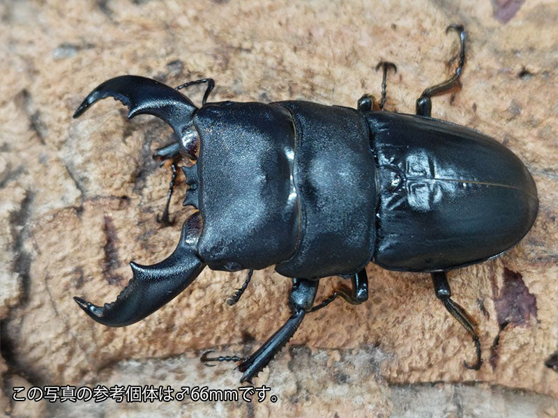 アマミヒラタクワガタ 鹿児島県 加計呂麻島弓師岳産 ペア（累代WF5 ♂61mm 2025/5 ♀Freemm 2025/5）