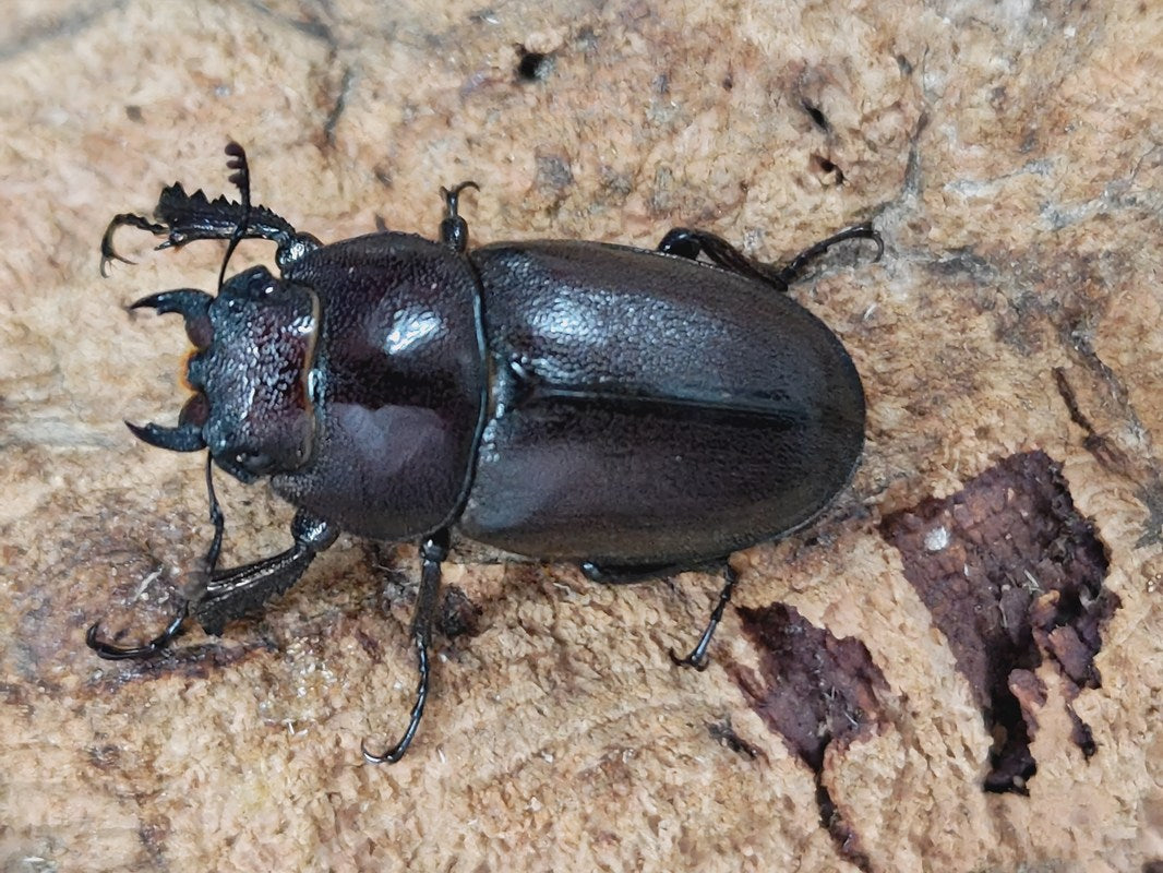 トカラノコギリクワガタ トカラ列島 口之島産 ペア（累代CBF2 ♂57mm