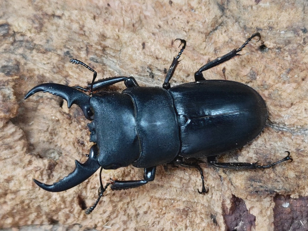 本土ヒラタクワガタ 大阪府 豊中市産 ペア（累代WD ♂44mm ♀Freemm ）