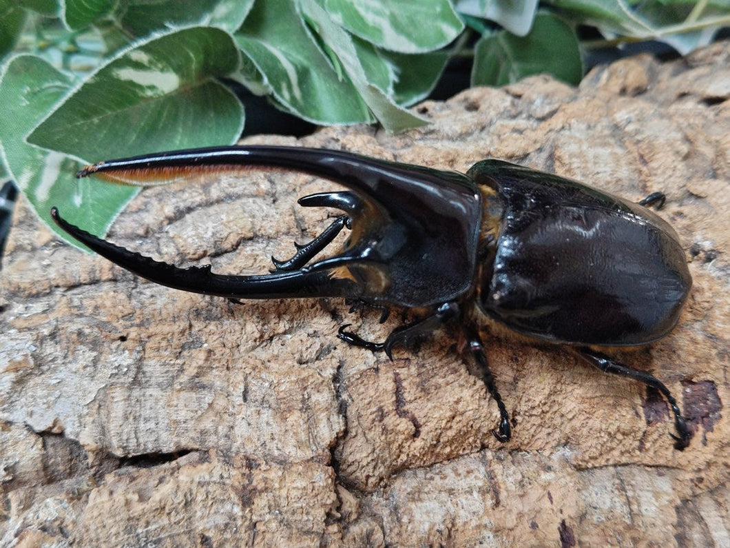 ネプチューンオオカブト タランドゥスツヤクワガタ アダー完結編 アーケード] 甲虫王者 ムシキング アダーの計画編2