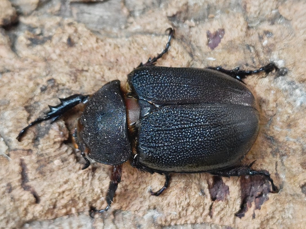 希少　ハカマウラボシ　沖縄北部産　増殖株　ドリナリア　アグラオモルファ　シダ ハカマウラボシ 沖縄北部産 増殖株 ドリナリア アグラオモルファ