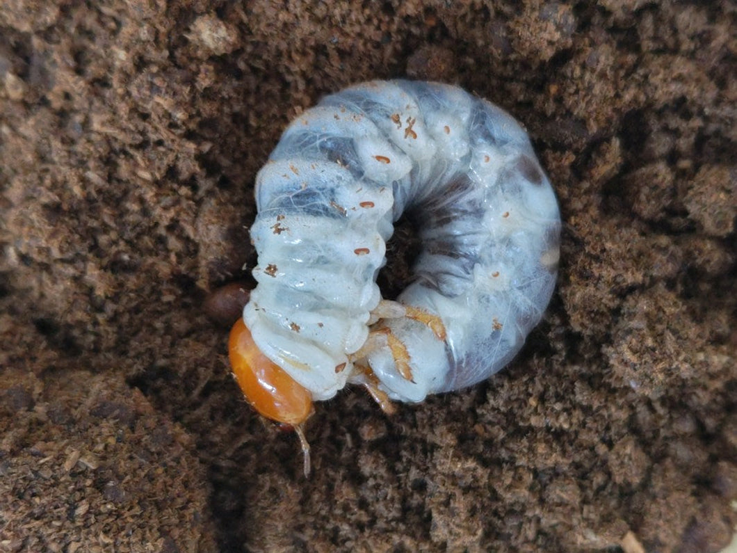 ハスタートノコギリクワガタ(亜種モエニエリ)幼虫 ソロモン諸島 マライタ島Maluu産