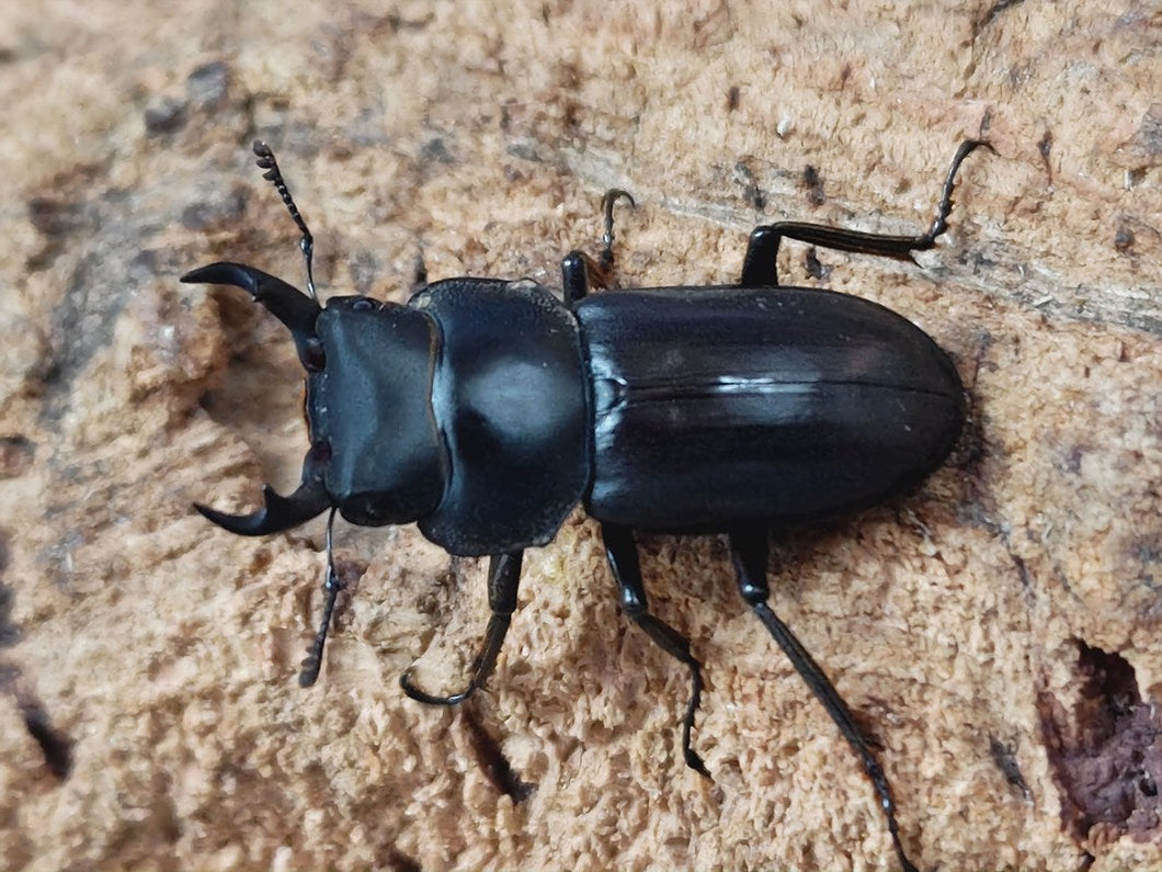 アマミコクワガタ 鹿児島県 奄美大島笠利町産 ペア＋♀トリオ（累代WF2 ♂34mm 2025/6 ♀Freemm 2025/6）