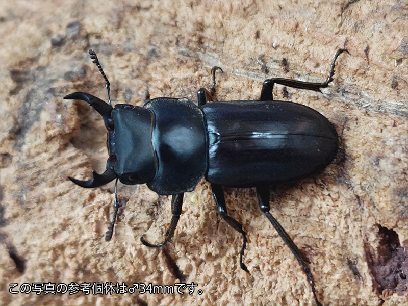アマミコクワガタ 鹿児島県 奄美大島笠利町産 ペア（累代WF2 ♂34mm 2025/6 ♀Freemm 2025/6）