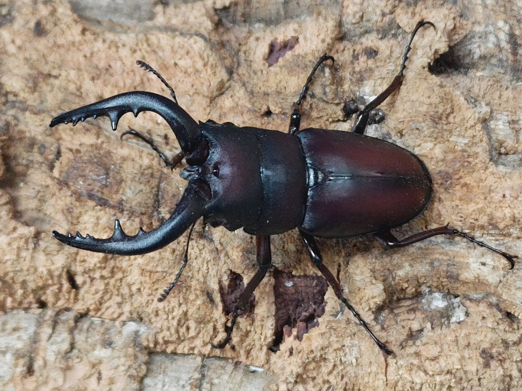 ヤクシマノコギリクワガタ 鹿児島県 屋久島町宮浦産 ペア（累代WF3 ♂66mm 2025/6 ♀Freemm 2025/6）