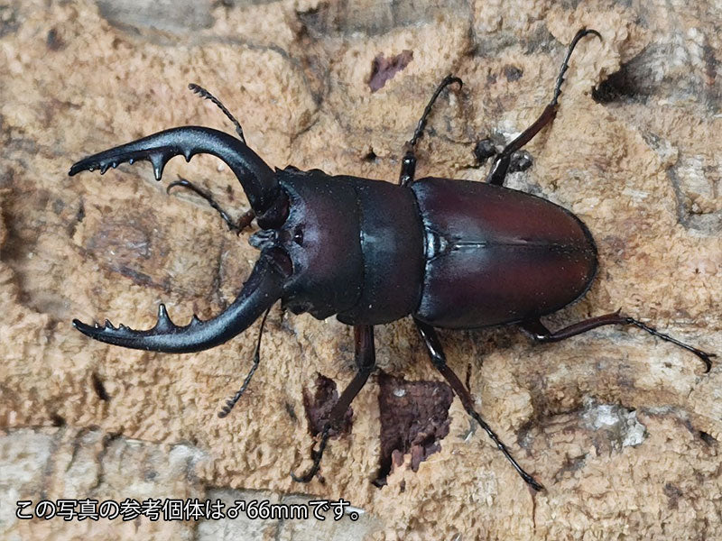 ヤクシマノコギリクワガタ 鹿児島県 屋久島町宮浦産 ペア（累代WF3 ♂59mm 2025/6 ♀Freemm 2025/6）