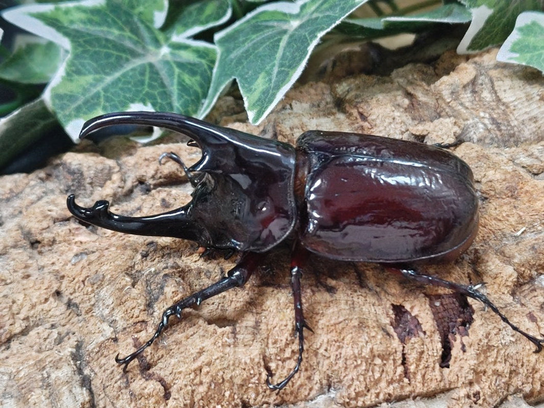 ケンタウルスオオカブト カメルーン 産 ペア（累代CB ♂88mm 2025/6 ♀Freemm 2025/6）