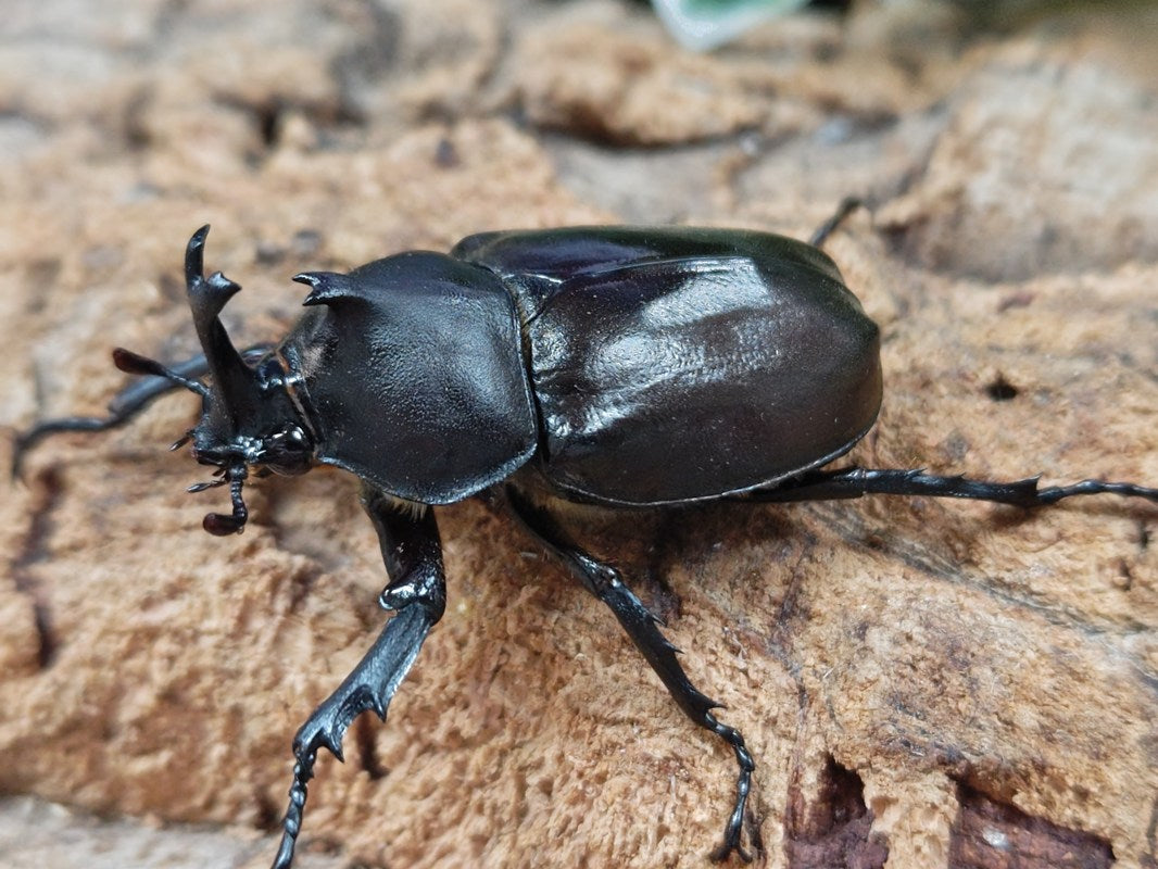 【売り切り特価】クワガタムシ カブトムシ　飼育用品セット F103.jpg
