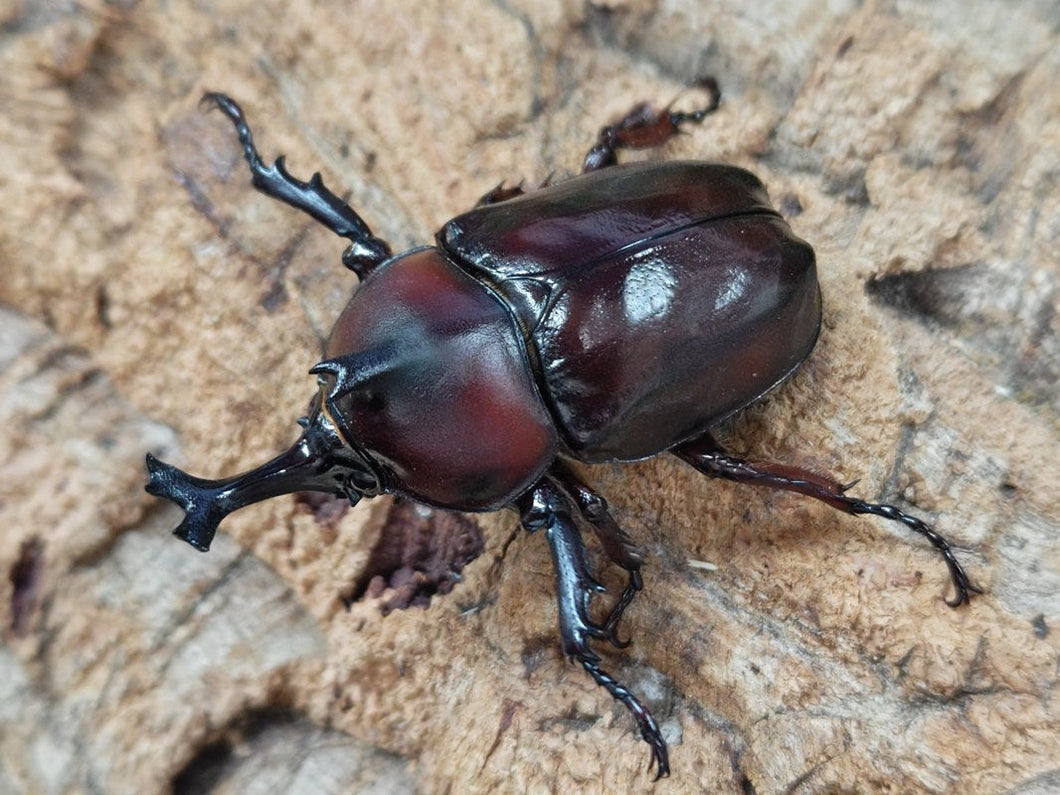 オキナワカブトムシ 沖縄県 国頭郡国頭村産 ペア（累代WF3 ♂58mm 2025/6 ♀Freemm 2025/6）
