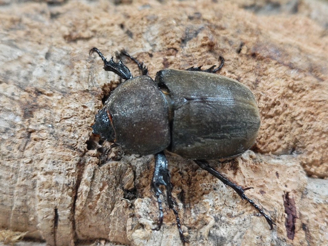 オキナワカブトムシ 沖縄県 国頭郡国頭村産 ペア（累代WF3 ♂58mm 2025
