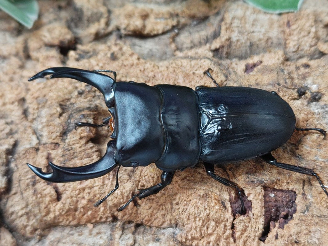パリーオオクワガタ・ミンダナオ亜種(ミンダナオオオクワガタ) フィリピン ミンダナオ島キダパワン産 ペア（累代WF1 ♂75mm 2025/5 ♀Freemm 2025/6）