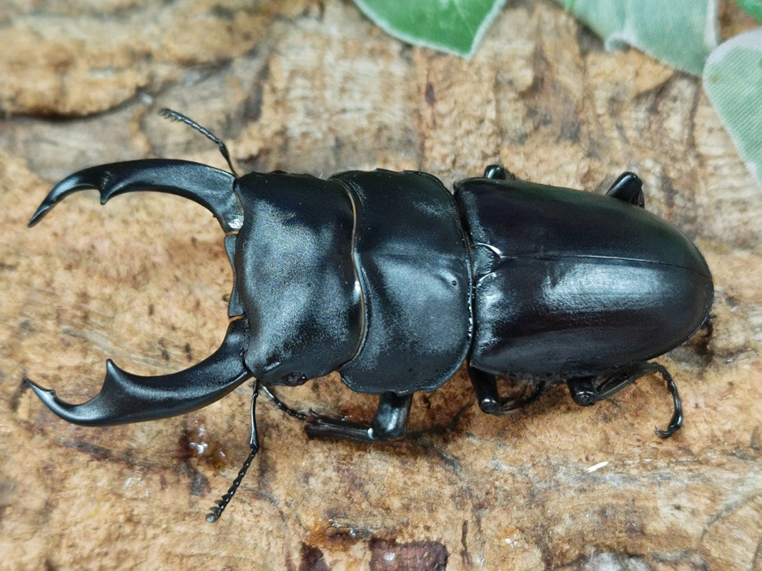シェンクリングオオクワガタペア　標本 オオクワガタ ペア ♂69.7mm♀43.9mm 佐賀県 - Insect Islands
