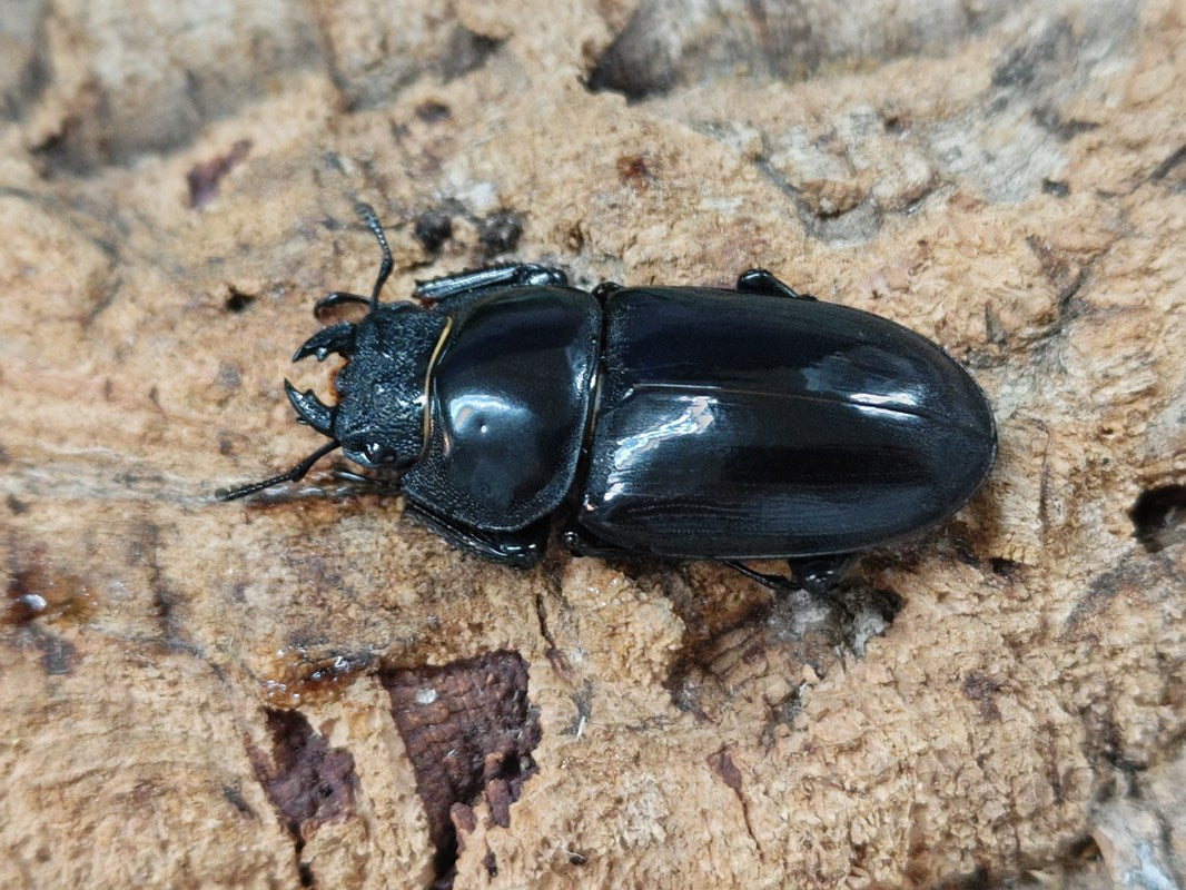 ※大型　シェンクリングオオクワガタ　♂野外標本 シェンクリングオオクワガタ 台湾 南投縣合望山産 ペア（累代CB