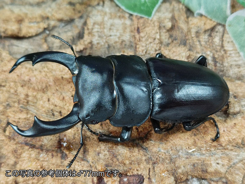 シェンクリングオオクワガタ 台湾 南投縣合望山産 ペア（累代CB ♂73mm 2025/5 ♀Freemm 2025/5）