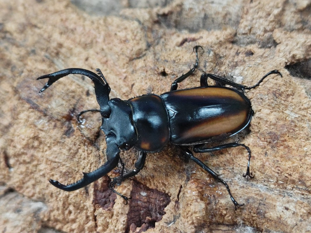 スペキオススシカクワガタ – クワガタムシ・カブトムシ昆虫専門