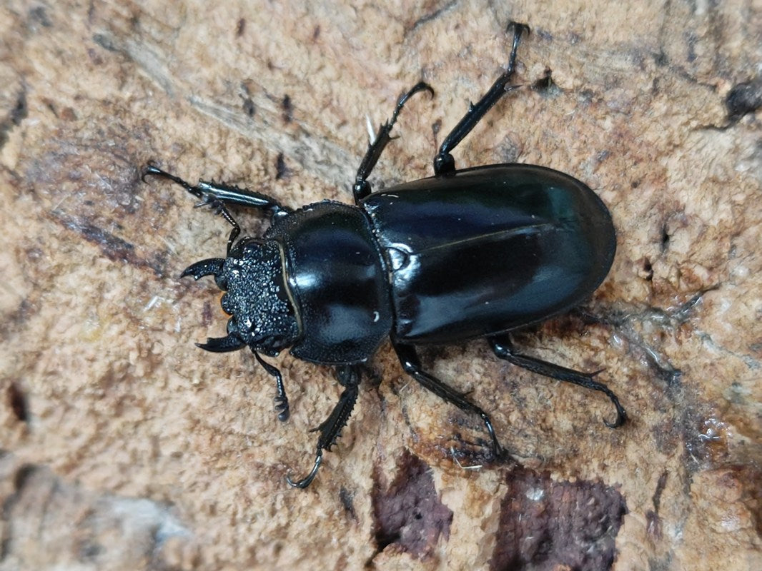 スペキオススシカクワガタ タイ ウイアンパパウ産 ペア（累代CB