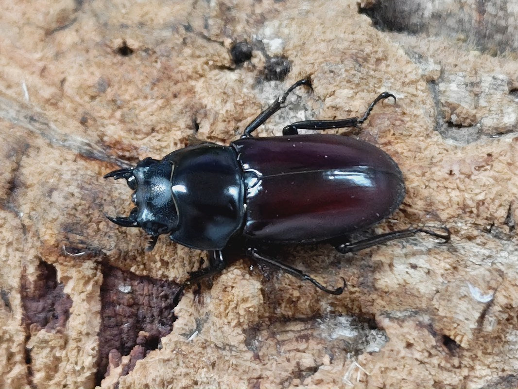 アローコクワガタ(原名亜種) 中国 雲南省臨滄市産 ペア（累代WF1