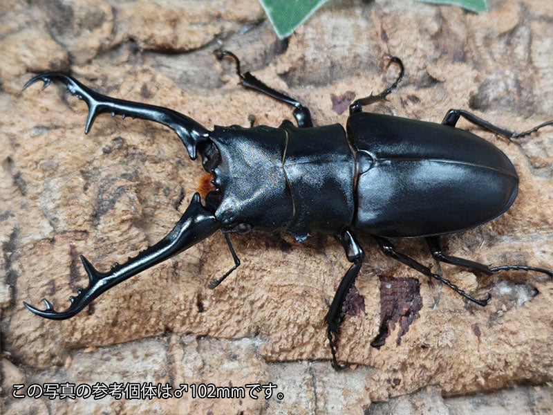 ギラファノコギリクワガタ 3匹 ギラファノコギリクワガタ・亜種マキタ ♂85mm ♀48mmペア